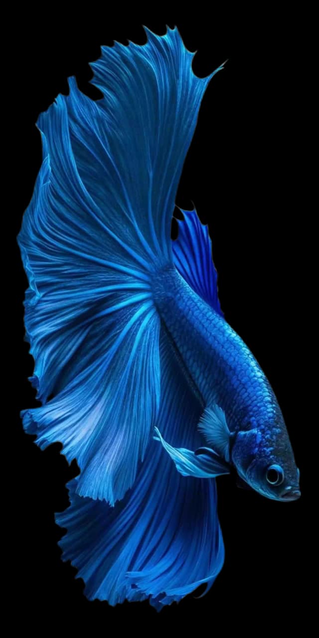 Hero fish