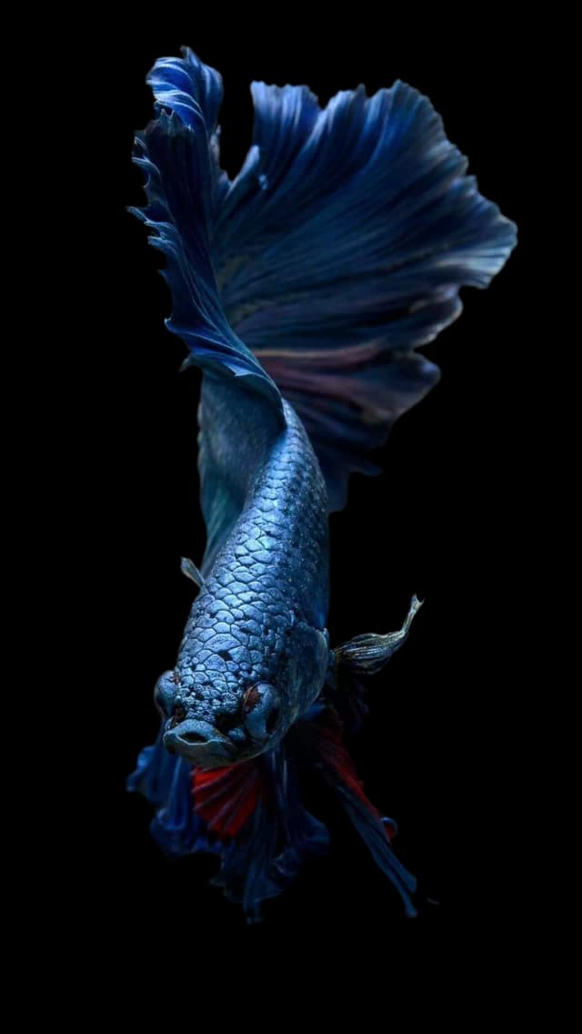 Hero fish